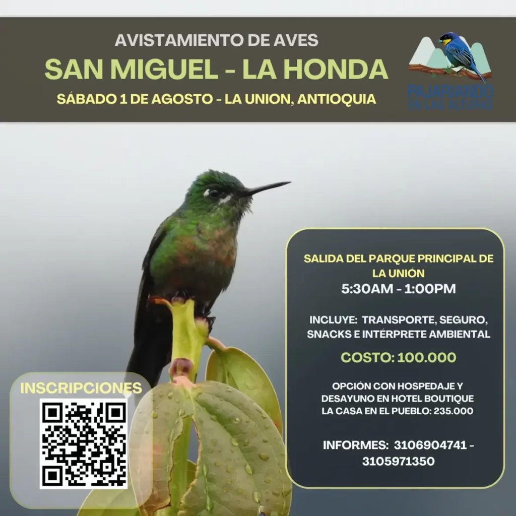 Avistamiento de Aves en San Miguel, La Honda